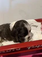 Cocker spaniel, baby boy, a male Cocker Spaniel for sale in Seattle, WA – Photo 7 of 10