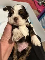 Cocker spaniel, baby boy, a male Cocker Spaniel for sale in Seattle, WA – Photo 8 of 10