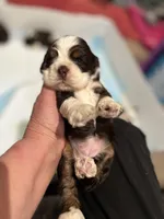 Cocker spaniel, baby boy, a male Cocker Spaniel for sale in Seattle, WA – Photo 3 of 10