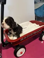 Cocker spaniel, baby boy, a male Cocker Spaniel for sale in Seattle, WA – Photo 5 of 10
