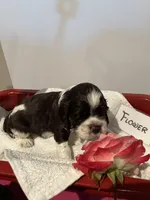 Cocker spaniel, baby boy, a male Cocker Spaniel for sale in Seattle, WA – Photo 9 of 10