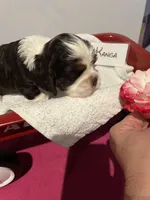 Cocker spaniel, baby boy, a male Cocker Spaniel for sale in Seattle, WA – Photo 6 of 10