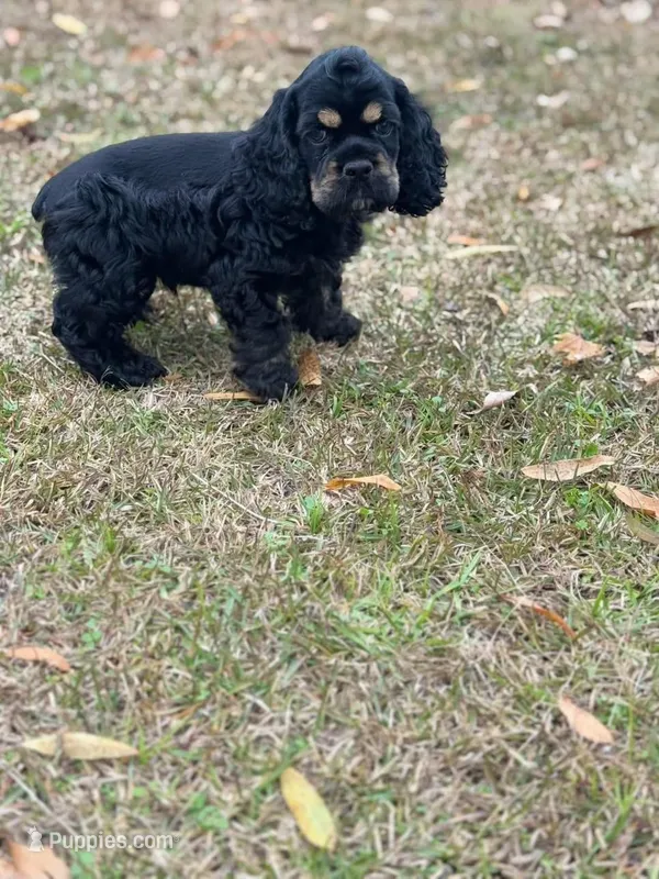 Cocker spaniel, baby boy – Cocker Spaniel puppy for sale in Seattle, WA
