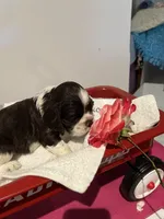 Cocker spaniel, baby boy, a male Cocker Spaniel for sale in Seattle, WA – Photo 10 of 10