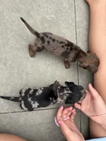 "BRUNO" RED DAPPLE BOY , a male Miniature Dachshund for sale in Alapaha, GA – 6 of 7