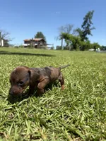  RED DAPPLE BOY MINIATURE DACHSHUND, a male Miniature Dachshund for sale in Alapaha, GA – 5 of 10