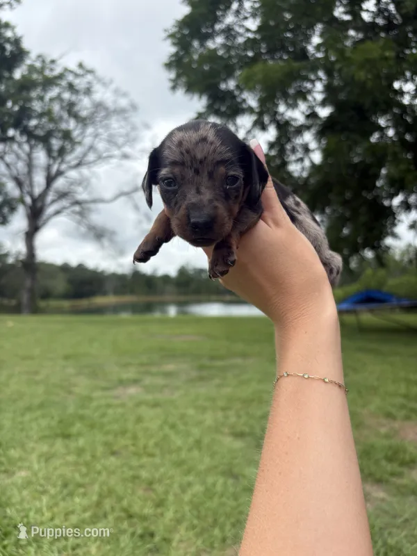 "SYLVESTER" BLK/TAN DAPPLE BOY – Miniature Dachshund puppy for sale in Alapaha, GA