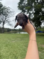 "SYLVESTER" BLK/TAN DAPPLE BOY, a male Miniature Dachshund for sale in Alapaha, GA – 1 of 5