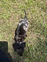  BLK/TAN DAPPLE BOY MINIATURE DACHSHUND, a male Miniature Dachshund for sale in Alapaha, GA – 4 of 7