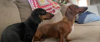 "SYLVESTER" BLK/TAN DAPPLE BOY, a male Miniature Dachshund for sale in Alapaha, GA – 5 of 5