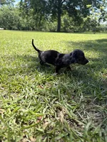 BLK AND TAN MINIATURE DACHSHUND GIRL, a female Miniature Dachshund for sale in Alapaha, GA – 4 of 8