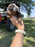 BLK AND TAN MINIATURE DACHSHUND GIRL, a female Miniature Dachshund for sale in Alapaha, GA – 5 of 8