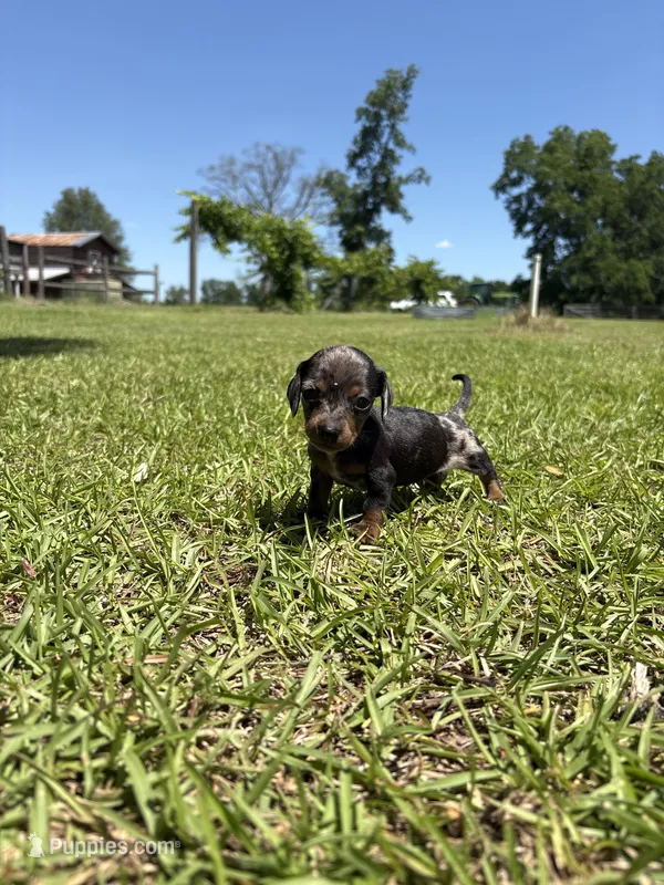 "SYLVIA" blk/tanDAPPLE MINIDOXIE GIRL – Miniature Dachshund puppy for sale in Alapaha, GA