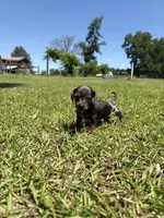 BLK AND TAN MINIATURE DACHSHUND GIRL, a female Miniature Dachshund for sale in Alapaha, GA – 1 of 8