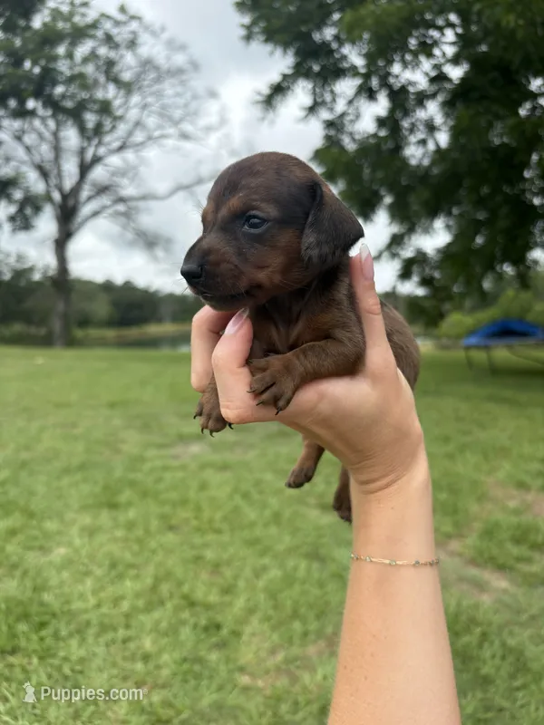 "BRUNO" RED DAPPLE BOY  – Miniature Dachshund puppy for sale in Alapaha, GA