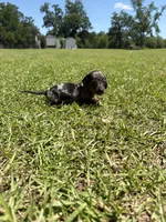  BLK/TAN DAPPLE BOY MINIATURE DACHSHUND, a male Miniature Dachshund for sale in Alapaha, GA – 2 of 7