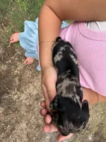 "SYLVESTER" BLK/TAN DAPPLE BOY, a male Miniature Dachshund for sale in Alapaha, GA – 2 of 5