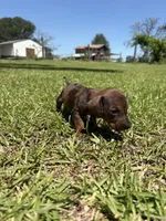  RED DAPPLE BOY MINIATURE DACHSHUND, a male Miniature Dachshund for sale in Alapaha, GA – 3 of 10