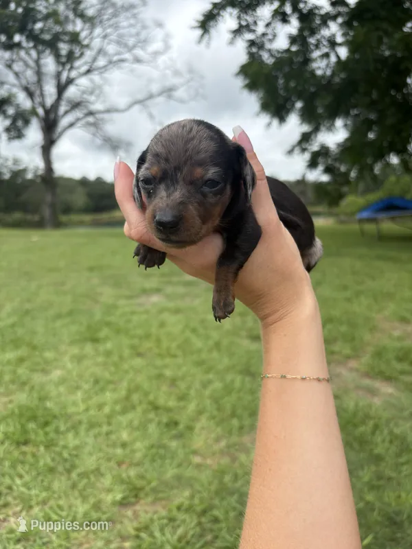 "SYLVIA" blk/tanDAPPLE MINIDOXIE GIRL – Miniature Dachshund puppy for sale in Alapaha, GA