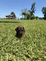  RED DAPPLE BOY MINIATURE DACHSHUND, a male Miniature Dachshund for sale in Alapaha, GA – 4 of 10