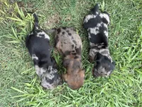 "SYLVESTER" BLK/TAN DAPPLE BOY, a male Miniature Dachshund for sale in Alapaha, GA – 4 of 5