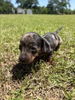  BLK/TAN DAPPLE BOY MINIATURE DACHSHUND, a male Miniature Dachshund for sale in Alapaha, GA – 3 of 7