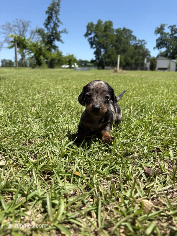  BLK/TAN DAPPLE BOY MINIATURE DACHSHUND – Miniature Dachshund puppy for sale in Alapaha, GA
