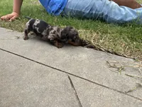 "SYLVESTER" BLK/TAN DAPPLE BOY, a male Miniature Dachshund for sale in Alapaha, GA – 3 of 5