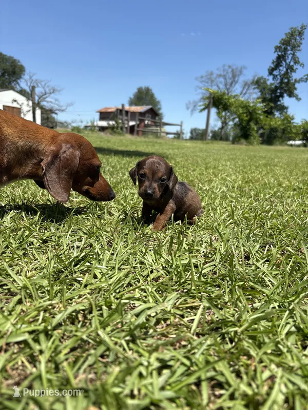  RED DAPPLE BOY MINIATURE DACHSHUND – Miniature Dachshund puppy for sale in Alapaha, GA