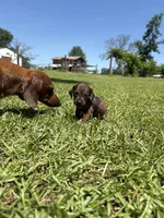  RED DAPPLE BOY MINIATURE DACHSHUND, a male Miniature Dachshund for sale in Alapaha, GA – 1 of 10