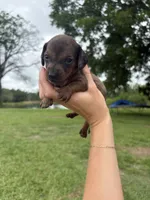 "BRUNO" RED DAPPLE BOY , a male Miniature Dachshund for sale in Alapaha, GA – 2 of 7