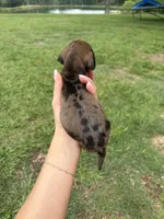 "BRUNO" RED DAPPLE BOY , a male Miniature Dachshund for sale in Alapaha, GA – 3 of 7
