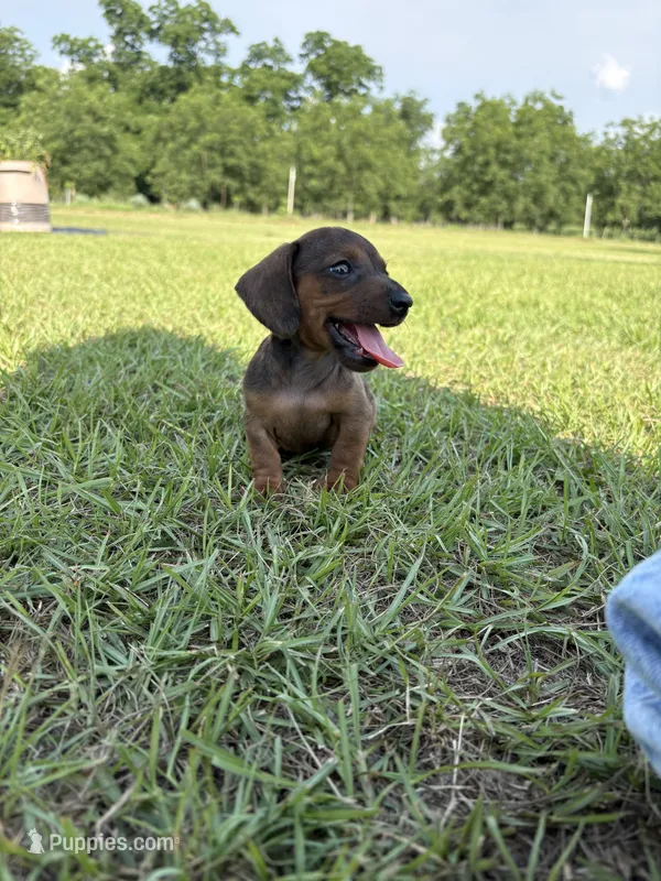  RED DAPPLE BOY MINIATURE DACHSHUND – Miniature Dachshund puppy for sale in Alapaha, GA