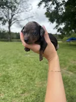 "SYLVIA" blk/tanDAPPLE MINIDOXIE GIRL, a female Miniature Dachshund for sale in Alapaha, GA – 2 of 4