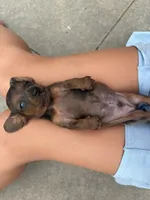 "BRUNO" RED DAPPLE BOY , a male Miniature Dachshund for sale in Alapaha, GA – 5 of 7