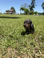 BLK AND TAN MINIATURE DACHSHUND GIRL, a female Miniature Dachshund for sale in Alapaha, GA – 2 of 8