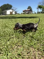 BLK AND TAN MINIATURE DACHSHUND GIRL, a female Miniature Dachshund for sale in Alapaha, GA – 3 of 8