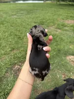"SYLVIA" blk/tanDAPPLE MINIDOXIE GIRL, a female Miniature Dachshund for sale in Alapaha, GA – 3 of 4