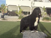 Pink 1, a female Newfoundland for sale in Riverside, CA – 7 of 10