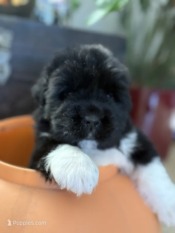 Pink 1 – Newfoundland puppy for sale in Riverside, CA