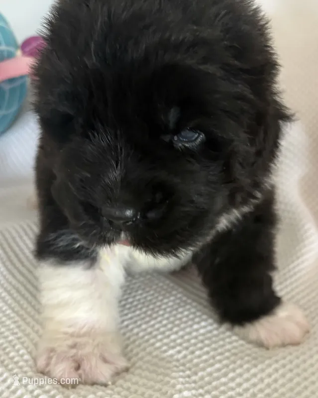 Pink2 – Newfoundland puppy for sale in Riverside, CA