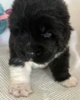 Pink2, a female Newfoundland for sale in Riverside, CA – 1 of 8