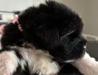 Pink 1, a female Newfoundland for sale in Riverside, CA – 2 of 10