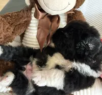 Pink 1, a female Newfoundland for sale in Riverside, CA – 5 of 10