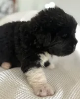 Pink2, a female Newfoundland for sale in Riverside, CA – 4 of 8