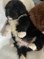 Pink2, a female Newfoundland for sale in Riverside, CA – 7 of 8
