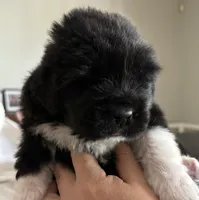 Pink 1, a female Newfoundland for sale in Riverside, CA – 3 of 10
