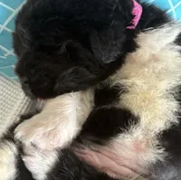 Pink2, a female Newfoundland for sale in Riverside, CA – 8 of 8