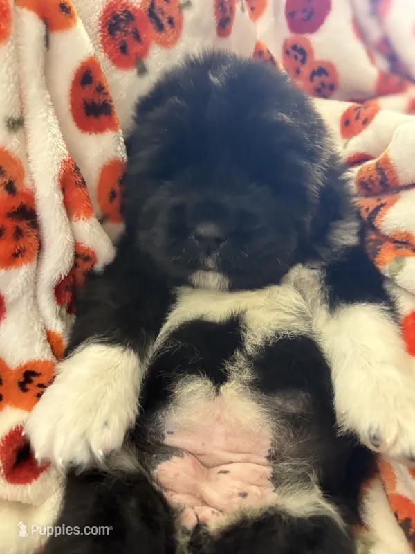 Pink 1 – Newfoundland puppy for sale in Riverside, CA