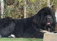 Pink 1, a female Newfoundland for sale in Riverside, CA – 9 of 10